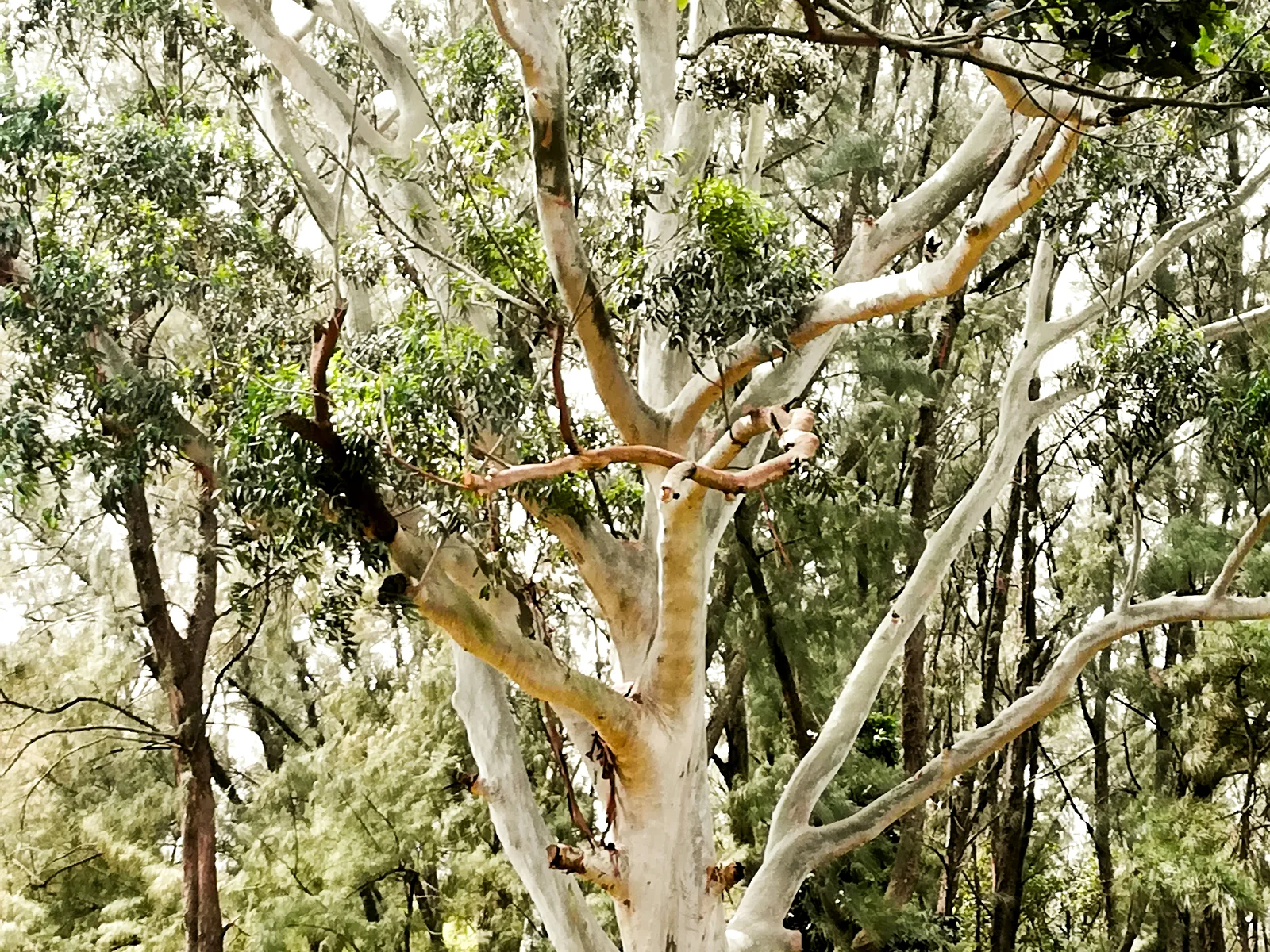 Large sculptural tree in a Japanese garden in La Lucia